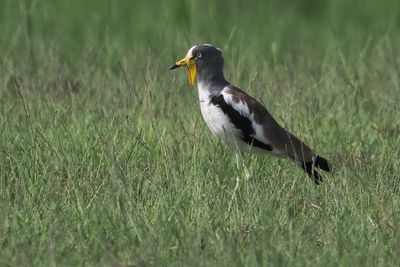 White-crowned Lapwing - Chobe River