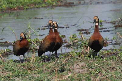 White-faced Whistling Duck - Mabape