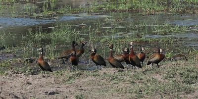 White-faced Whistling Duck - Mabape