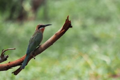 White-fronted Bee-eater - Chobe