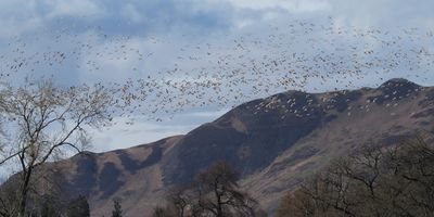 Pink-footed Geese, Endrick Water