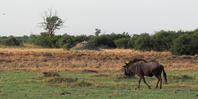 Wildebeest - Moremi