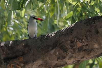Woodland Kingfisher - Moremi