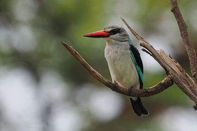 Woodland Kingfisher - Moremi