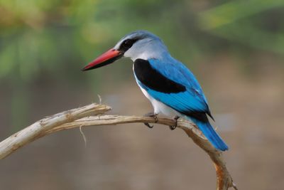 Woodland Kingfisher - Mabape