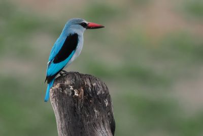 Woodland Kingfisher - Savuti