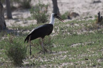 Woolly-necked Stork - Moremi