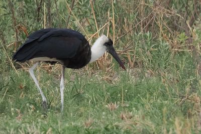 Woolly-necked Stork - Savuti