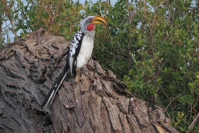 Yellow-billed Hornbill - Savuti