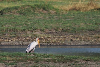 Yellow-billed Stork - Moremi