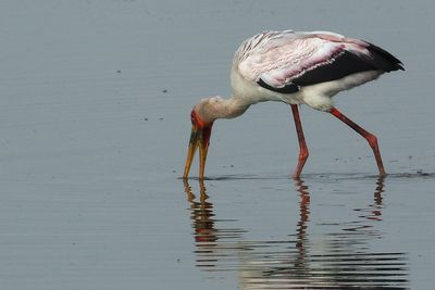 Botswana - Birds