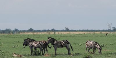 Zebra - Savuti