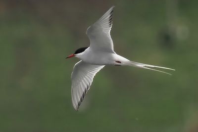 Arctic Tern, Hogganfield Loch, Glasgow