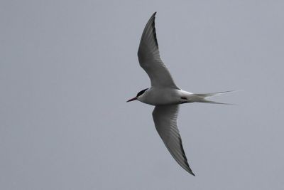 Arctic Tern, Hogganfield Loch, Glasgow