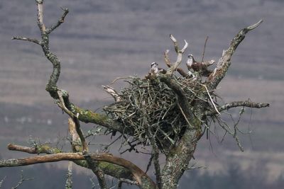 Osprey nest, Loch Lomond National Park