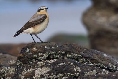 Wheatear, Balcomie Bay, Fife