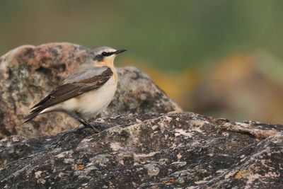 Wheatear, Balcomie Bay, Fife