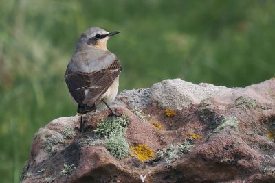 Wheatear, Balcomie Bay, Fife