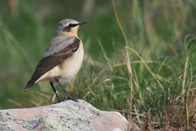 Wheatear, Balcomie Bay, Fife