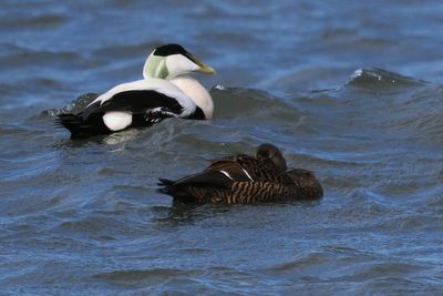 Eiders, Balcomie Bay, Fife