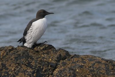 Guillemot, Balcomie Bay, Fife