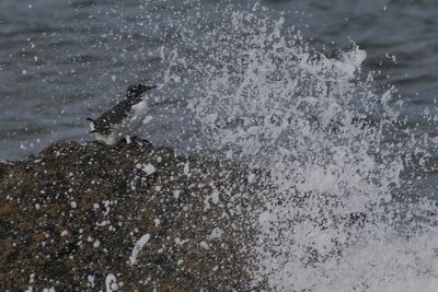 Guillemot, Balcomie Bay, Fife