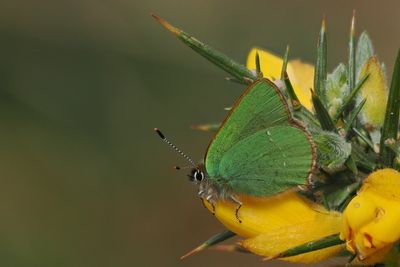 Green Hairstreak, Carman Muir