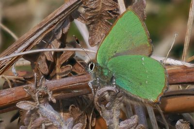 Green Hairstreak, Carman Muir