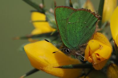 Green Hairstreak, Carman Muir