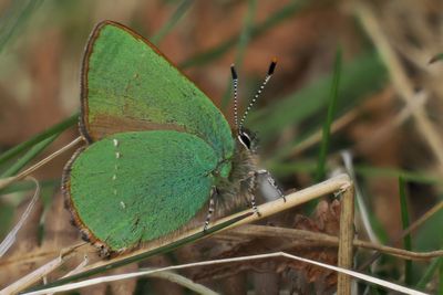 Green Hairstreak, Carman Muir