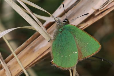 Green Hairstreak, Carman Muir
