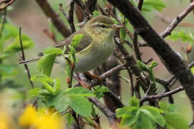 Willow Warbler, Carman Muir