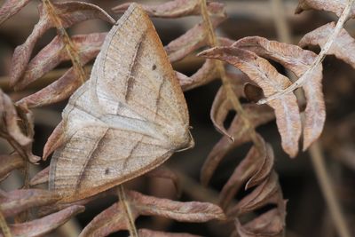 Brown Silver-line, Carman Muir