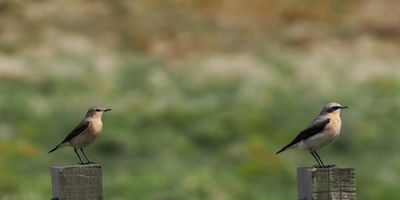 Wheatear, Lowther Hill
