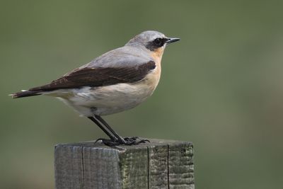 Wheatear, Lowther Hill