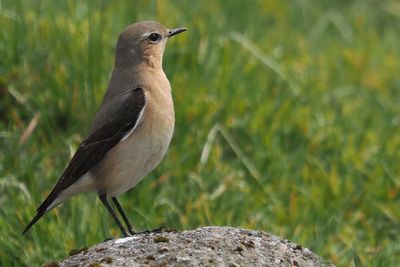 Wheatear, Lowther Hill