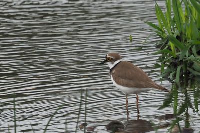 Little Ringed Plover