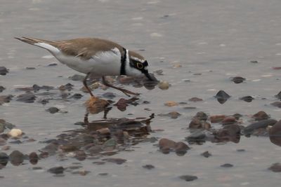 Little Ringed Plover