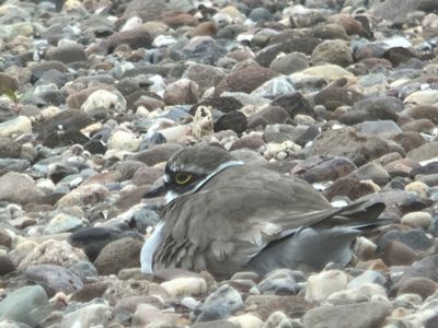 Little Ringed Plover