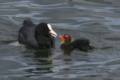 Coot, Hogganfield Loch-Glasgow