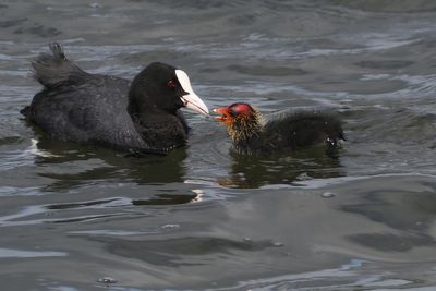 Coot, Hogganfield Loch-Glasgow