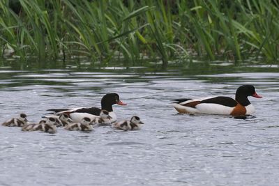 Shelduck, Endrick Water, Loch Lomond NNR