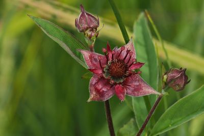 Marsh Cinquefoil, Loch Lomond NNR