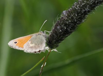 Small Heath, Carron Valley