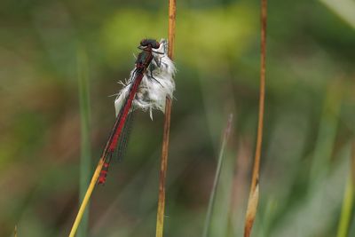Large Red Damselfly, Flanders Moss
