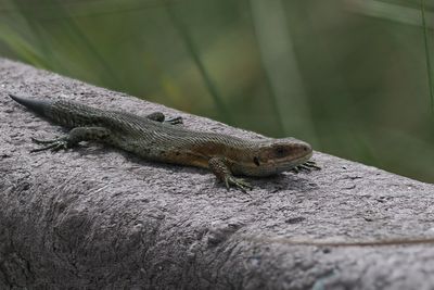 Common Lizard, Flanders Moss