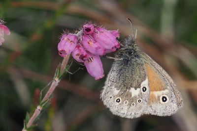 Large Heath, Flanders Moss