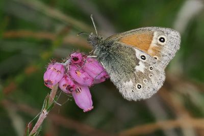 Large Heath, Flanders Moss