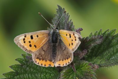 Small Copper, Carron Valley forest