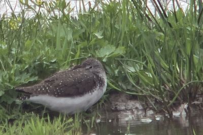 Green Sandpiper, RSPB Baron's Haugh